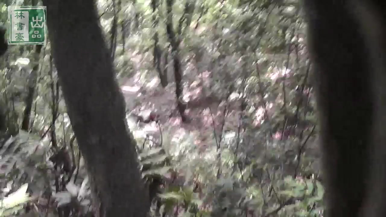 小树林系列继续